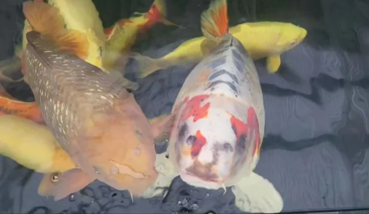 Риба з "людським обличчям": чоловік купив японського карпа, а отримав неймовірний екземпляр